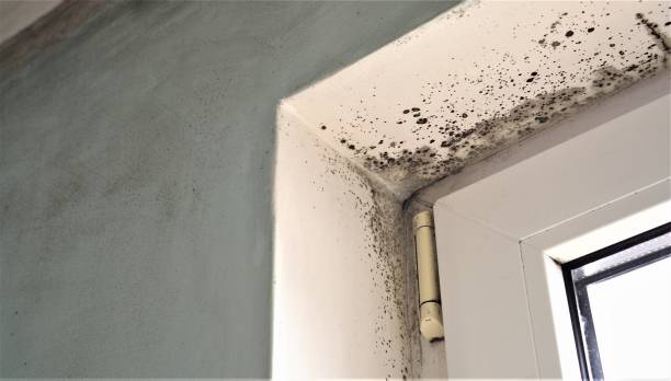 Dehumidification Services in Awendaw, SC