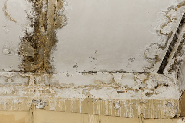 Best Mold Documentation for Insurance Claims  in Awendaw, SC
