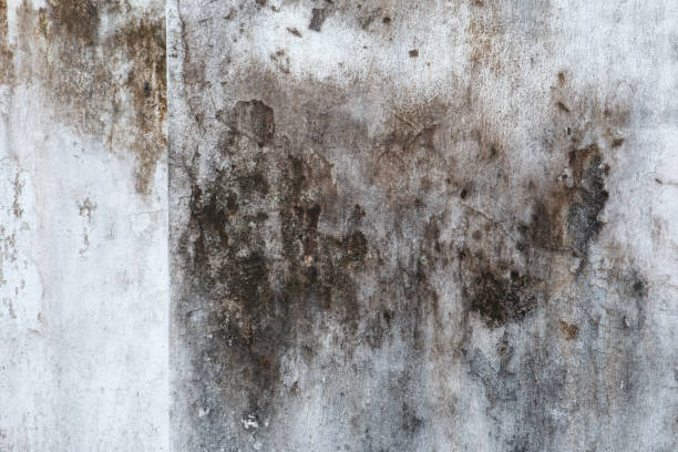 Best Airborne Mold Testing  in Awendaw, SC
