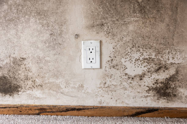 Best Indoor Air Quality Assessment  in Awendaw, SC