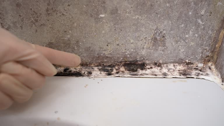 Best Biohazard Mold Removal  in Awendaw, SC